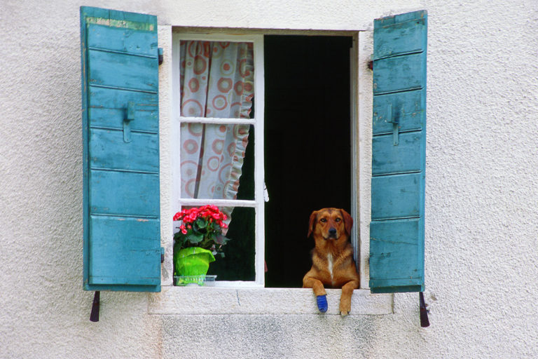 Croatian windows, analog photography, dog on the window